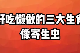 好吃懒做的三大生肖，像寄生虫，过于依赖他人