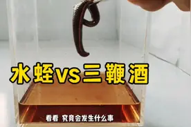 把一条水蛭丢进三鞭酒里，会发生什么事？