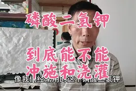 磷酸二氢钾能不能用来冲施和浇灌？先明白这几点，再决定吧视频封面