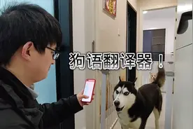 拿个狗语翻译器，看二哈每天有没有在骂我！
