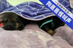 小奶狗发出的各种叫声视频封面