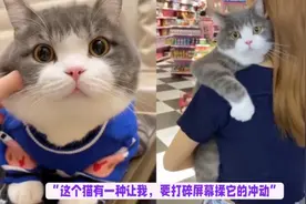 全网友公认猫界“长相最好看，脾气又好”的猫，看得我都想养一只