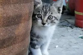 妈妈去打猎再也没有回来，小猫独自在废弃的仓库里等待