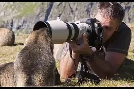 这就是野生动物为什么不攻击摄影师，原来他们是这样和睦相处的