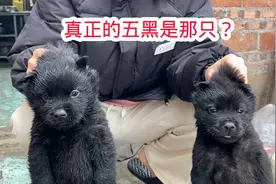 普通黑狗和五黑犬，如何区别？今天就把真正的五黑犬挑选出来。
