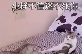 😂🐱风情万种的小猫咪:小样不信我迷不死你。视频封面