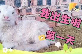 零下二十多度，又一个小生命诞生了。生命力顽强的小羊羔视频封面