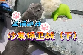 猫总上沙发怎么办？看铲屎官如何保卫沙发与蓝猫凯丹斗智斗勇