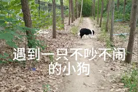 遇到一只不吵不闹的小狗视频封面