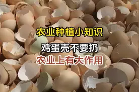鸡蛋壳不要扔，农业上有大用处视频封面