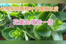 长寿花这两种叶子撸掉以后，花量会增加一倍视频封面