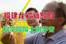 生于福建龙岩新罗的科学院院士、福建农林大学杂交水稻专家谢华安视频封面