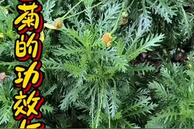 黄金菊的作用与功效参考视频原创视频封面
