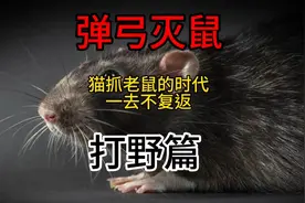 猫抓老鼠的时代一去不复返，灭鼠还得靠老五视频封面