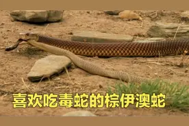 喜欢吃毒蛇的棕伊澳蛇，就连毒蛇之王内陆太攀蛇都是它的下酒菜！视频封面