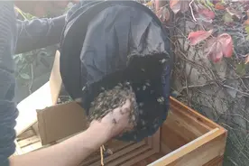 徒手抓野蜂，厉不厉害👍👍视频封面