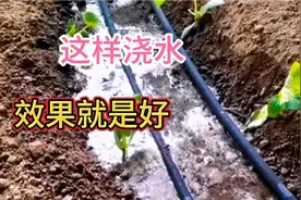 黄瓜浇水三浇三不浇，浇错了就会减产，现在知道还不晚
