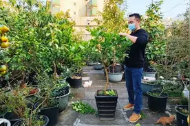 柠檬不结果怎么办？剪枝是关键，只需3步骤，越剪越丰产！视频封面