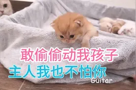 主人偷偷动小猫崽，被猫妈妈逮个正着，猫妈的反应让主人哭笑不得视频封面