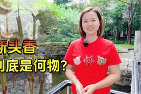 “烧香忌烧断头香”，断头香是什么香？烧了有什么“报应”视频封面