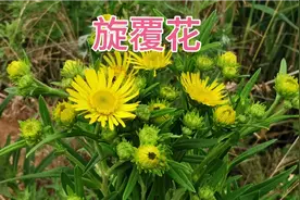 农村有种野生植物——旋覆花，原来这么珍贵
