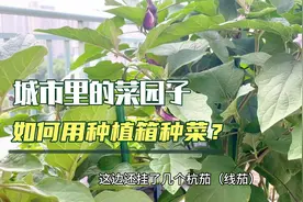 阳台菜园，苋菜红薯叶、茄子西红柿，长势良好，空心菜3天出芽视频封面