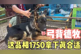 5个多月赛级弓背德牧，这品相要是一千五六拿下，真是太合适了！视频封面