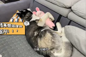 狗狗总是抱着娃娃睡懒觉，当主人把娃娃给它踢飞后，你们都别笑！