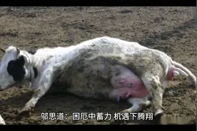母爱的伟大瞬间：母牛奋力保护小牛视频封面