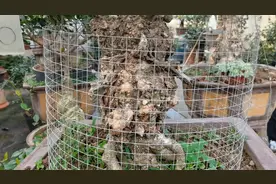 什么样的桂花最好？最贵？视频封面