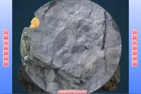 这两个应该都是鸟窝吧？