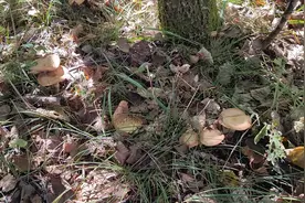 看看牡丹江山上的榛蘑，可惜没地方放了，只能拍个视频献给网友了视频封面