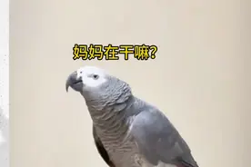 鹦鹉想要吃的就开始主动和主人聊天：妈妈在干嘛呀？是做生意嗯？视频封面