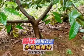 榴莲这样嫁接种植，三年内开花结果#嫁接技术 #三农 #果树嫁接