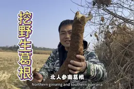 农村大爷挖野生葛根当副业，挖一天只能做三斤葛粉，好辛苦视频封面