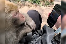 给猴子看西游记，猴子看的津津有味视频封面