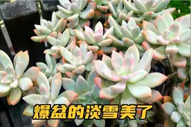 大盆的淡雪淋雨后变美了！竟然和紫乐一样出血斑了，淡妆轻抹！