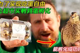 男子为了实现吃蛋自由，竟从超市买了鹌鹑蛋，还真孵化出了小鹌鹑视频封面