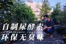 尿液别直接用，按这个方法发酵10天，腐熟快、不发臭，肥效翻几倍视频封面