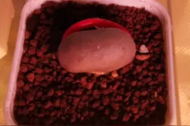 曾经的王者，现在的白银😆依旧颜值担当