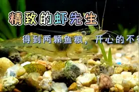 得到两颗鱼粮，开心的不行，看小河虾是怎么吃饲料的 #大眼贼视频封面
