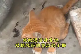 猫咪追赶它的影子，好可爱啊！