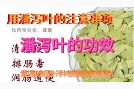 问止中医，读书会，潘泻叶的功效和注意事项