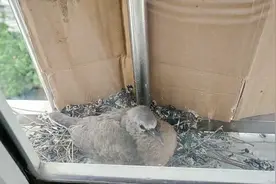 在阳台坐窝一个多月的小斑鸠，终于长大飞走了，愿它们此生安好！视频封面