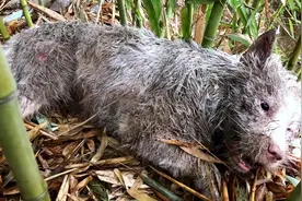 这才是正宗的贵州下司犬，听说打猎很不错