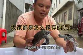买来准备吃的甲鱼暂时不想吃，要怎么保存呢？来做个实验看有用吗