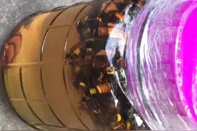 虎头蜂治风湿，是个传说还是真有疗效？虎头蜂3.5元一只，贵吗？