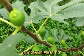 无花果种植中，高温干旱造战的黄叶枯叶，果子干瘪变软，怎么改善视频封面