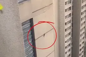 重庆一老鼠爬30层高楼如履平地，网友：谁说住的高没有耗子的！！视频封面