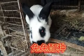 公兔看到母兔就咬，母兔吓得大声尖叫！视频封面